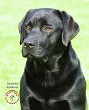 Labrador Retriever 9A054D-23